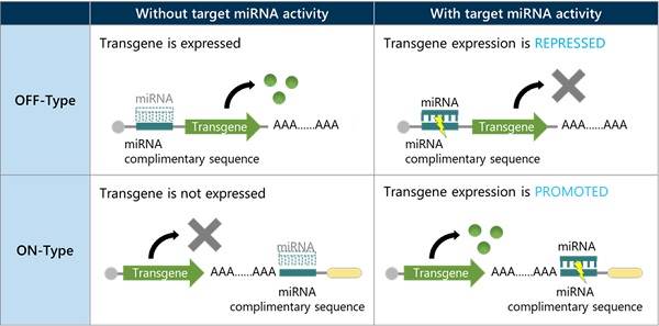 图 1：RNA Switch 概述