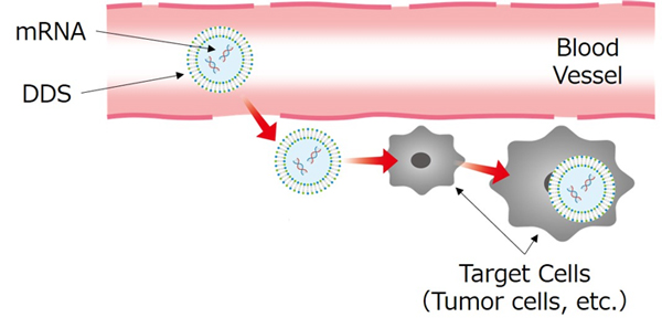 图 2：将带有 DDS 的 mRNA 递送至靶细胞的图像