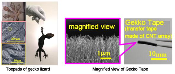 Toepads of gecko lizard and magnified view of Gecko Tape